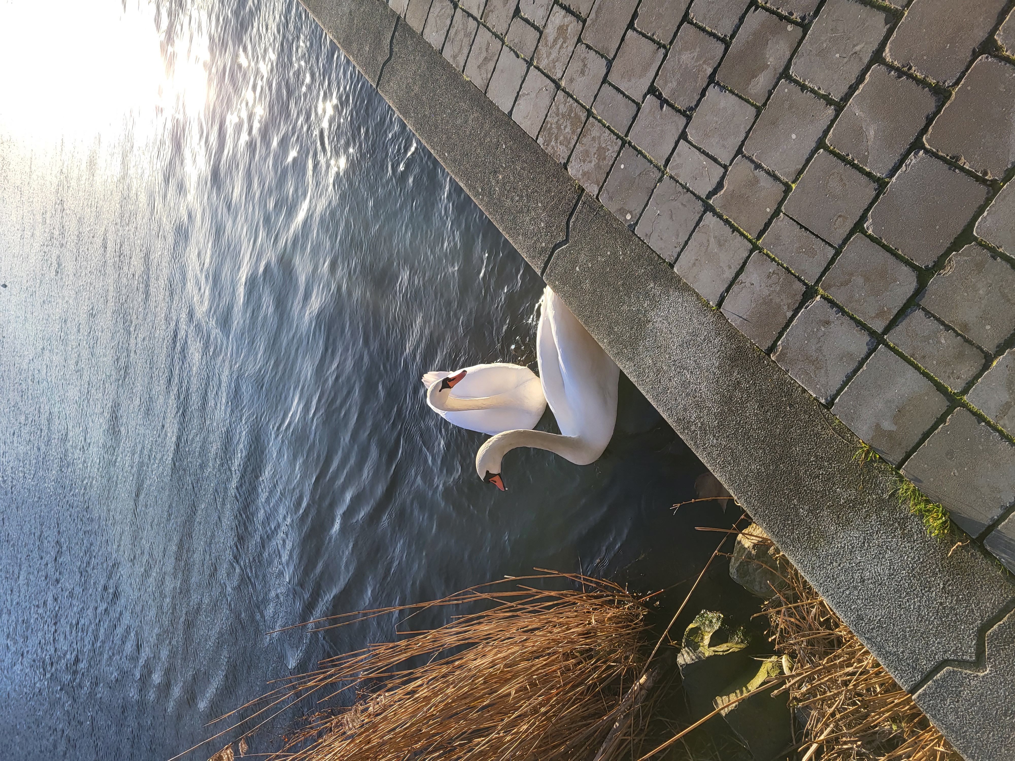a photograph of a pair of swans in a river.