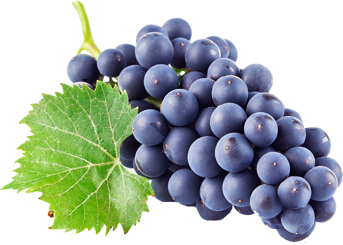 A vine of blue grapes