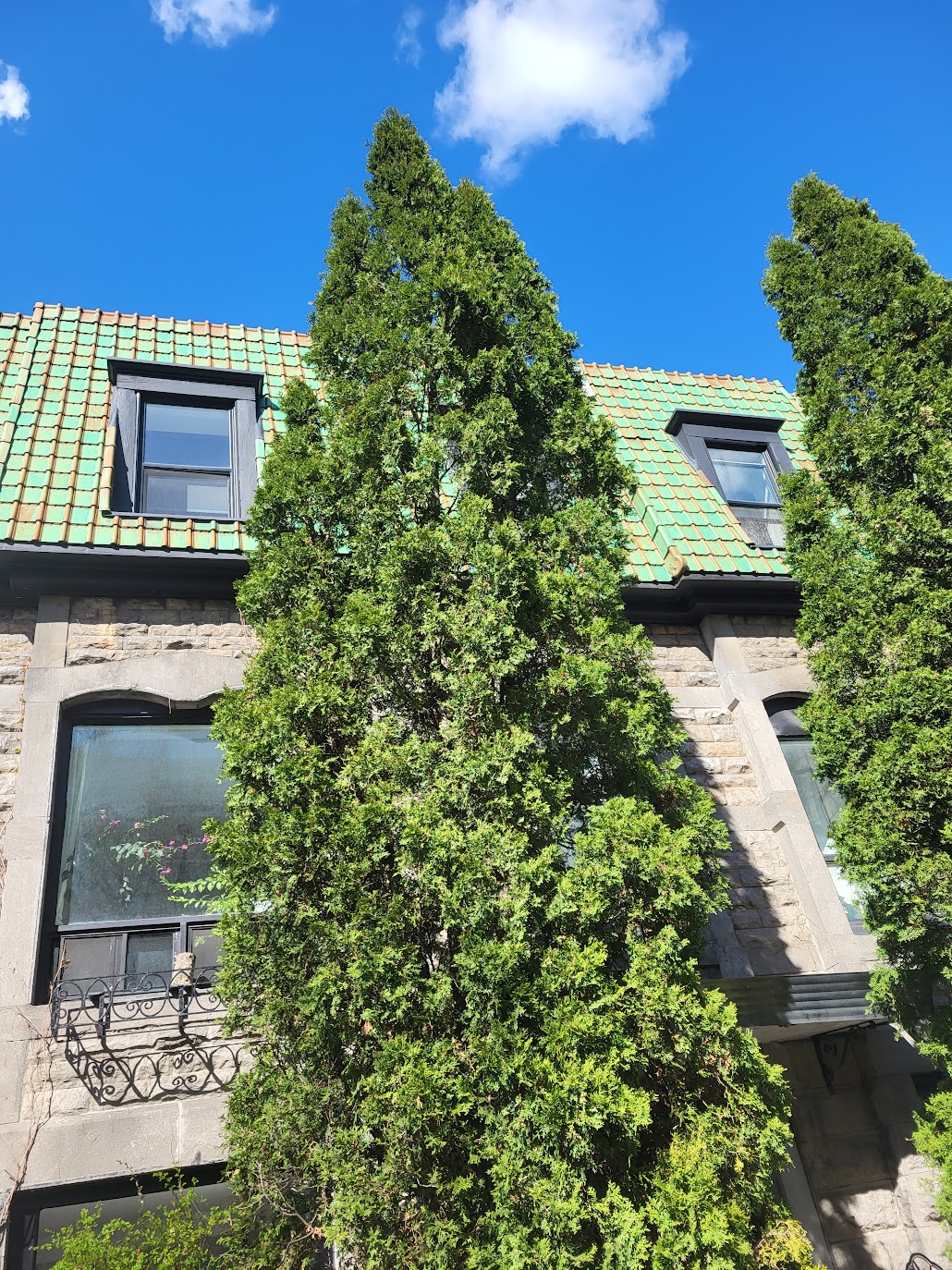 a pair of trees reaching up to a green roof.