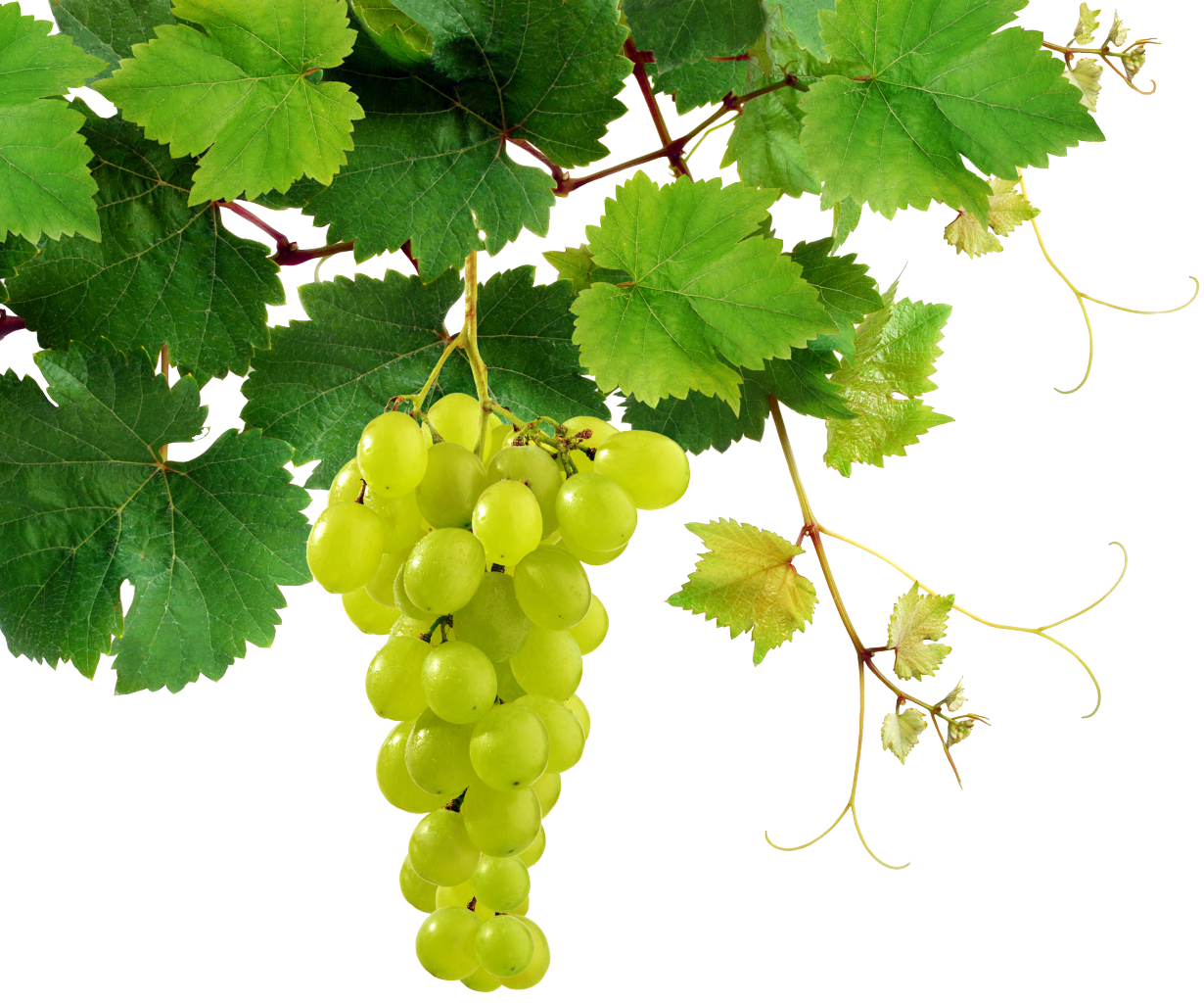 a vine of green grapes