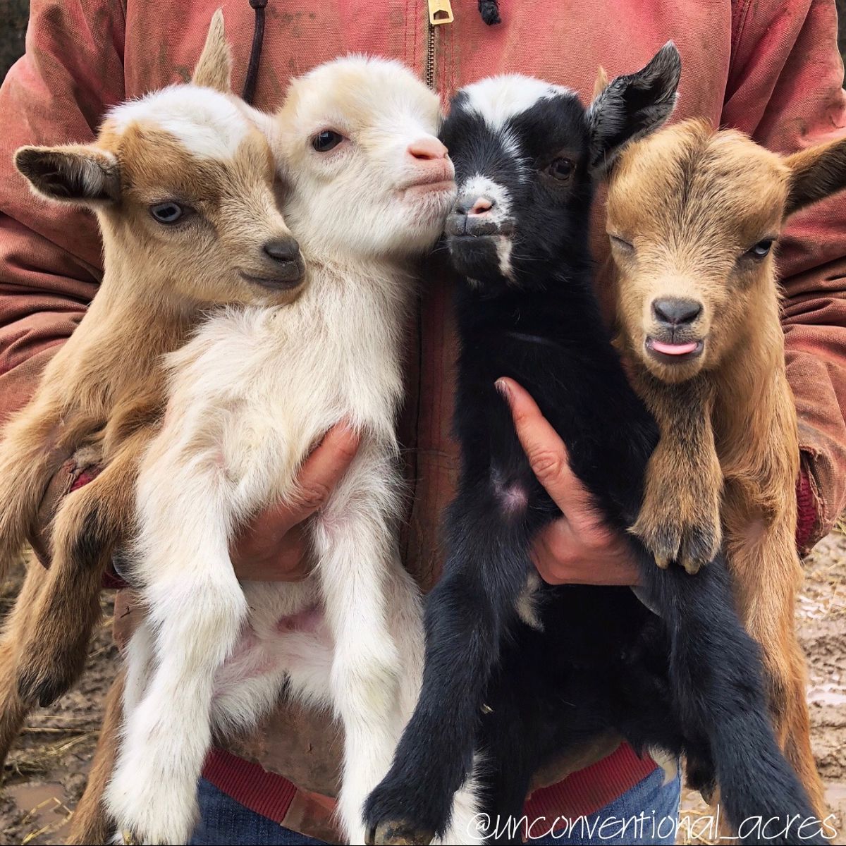 a person holding four baby goats in their arms.