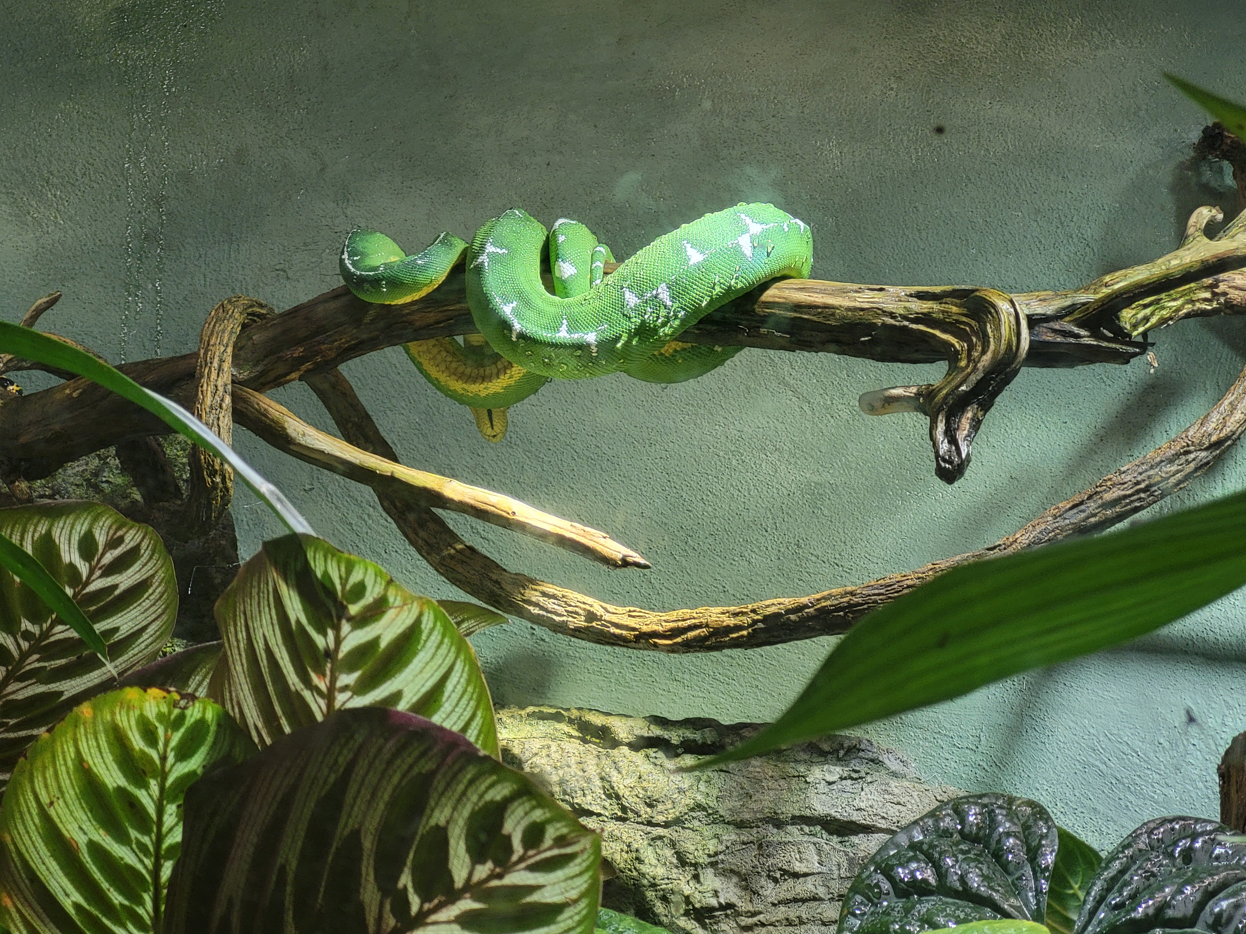 a green snake coiled up on a branch.