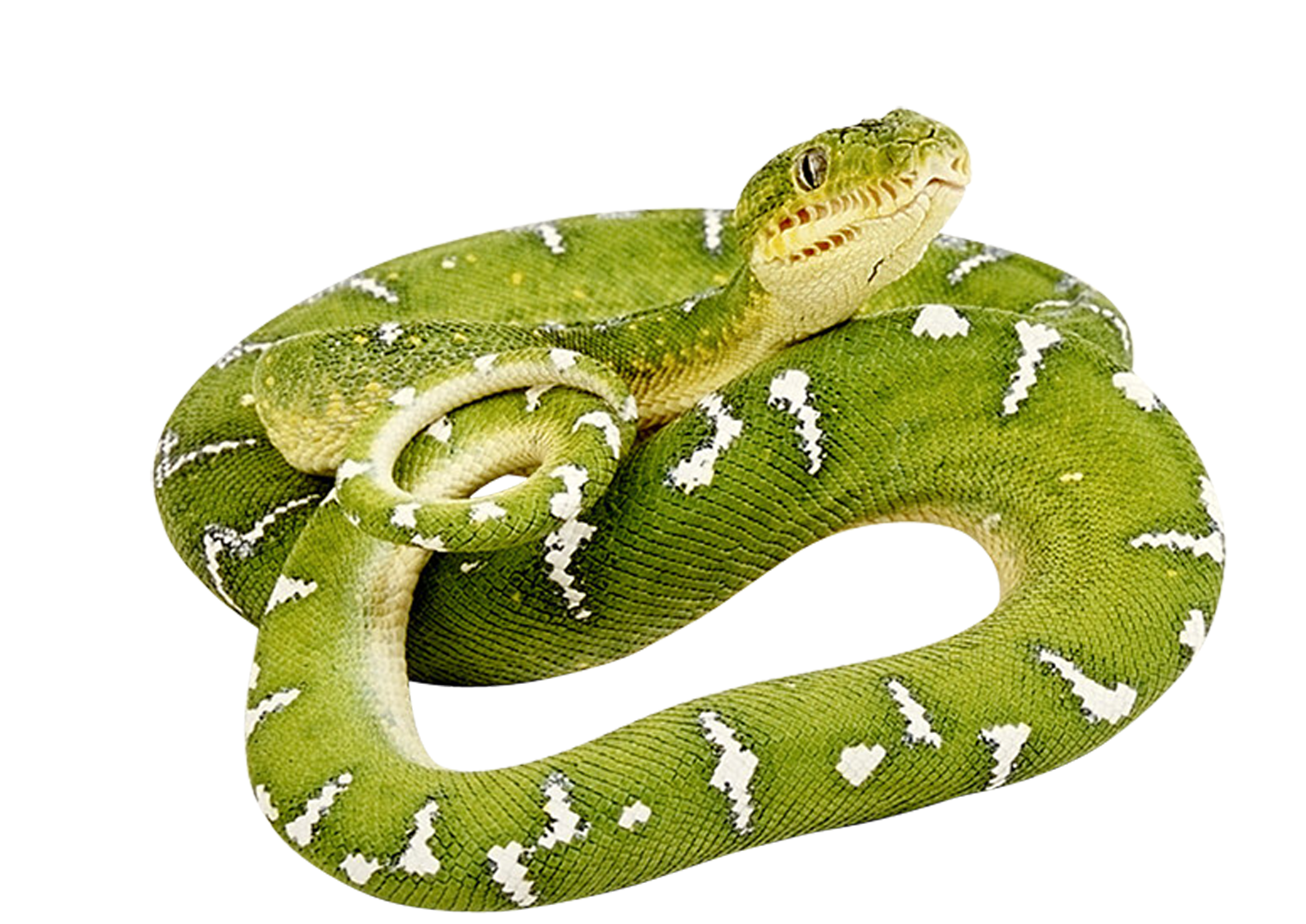 a green snake.
